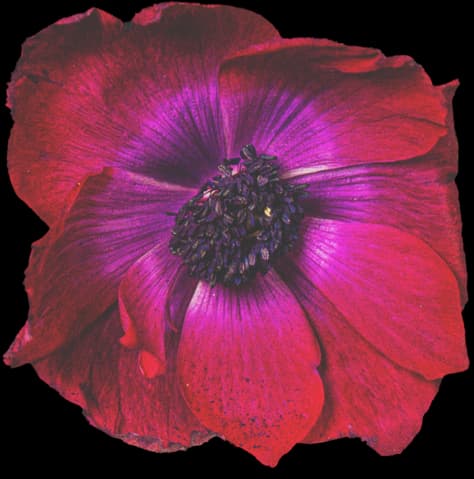 From Flower Shop to Wedding Florist: The Complete Transition Playbook