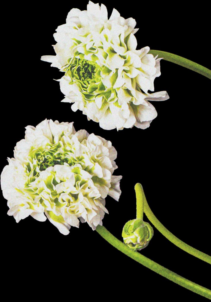 Seasonal Wedding Flowers: What's in Bloom Month by Month