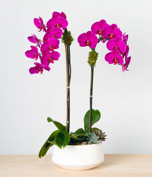 Fuchsia Orchids - Chic Flowers